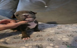 American Bully dogs for sale: Beautiful amarican pocket bullys  - Advert 13