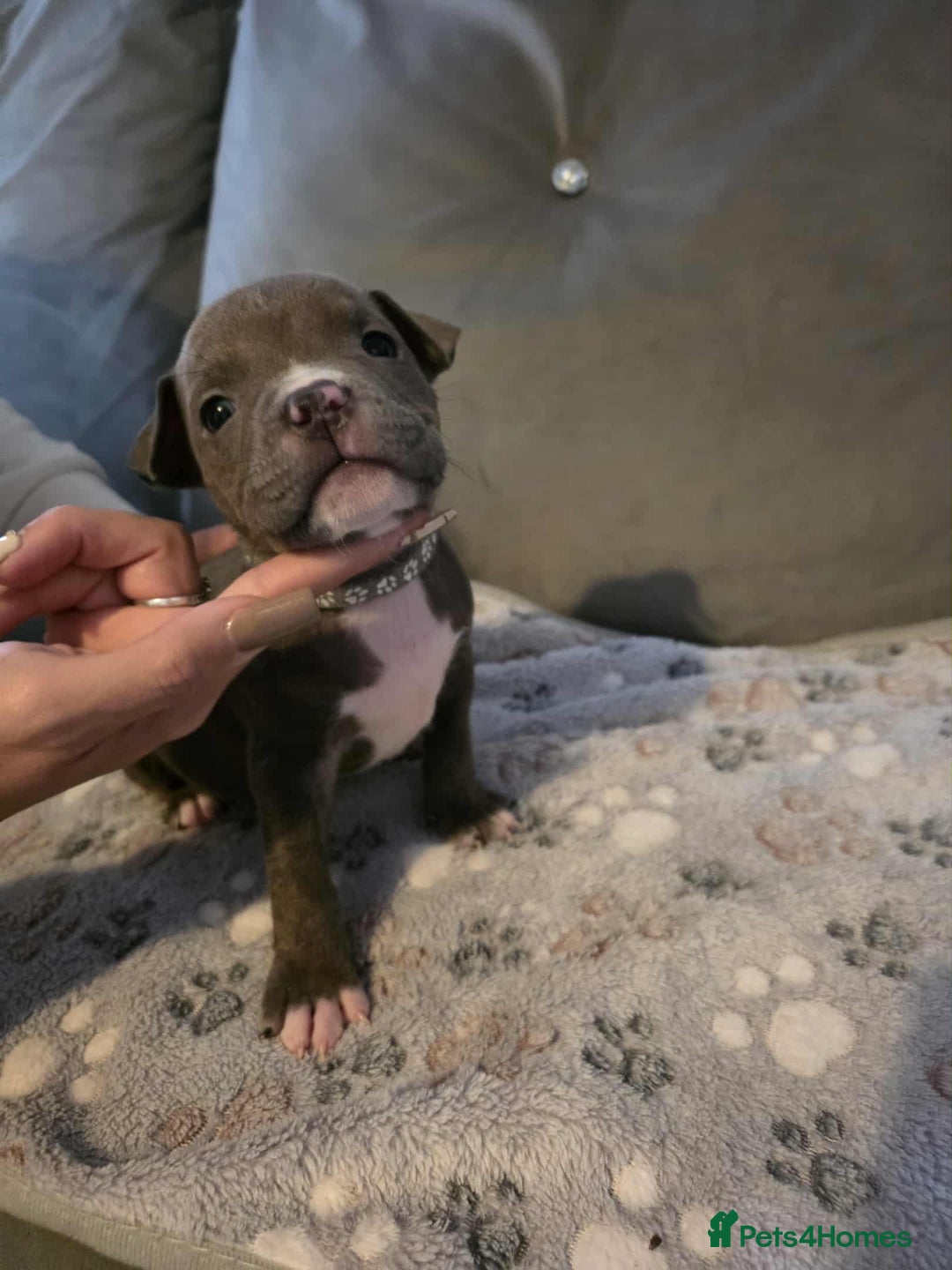 American Bully dogs for sale: Beautiful amarican pocket bullys  - Advert 13