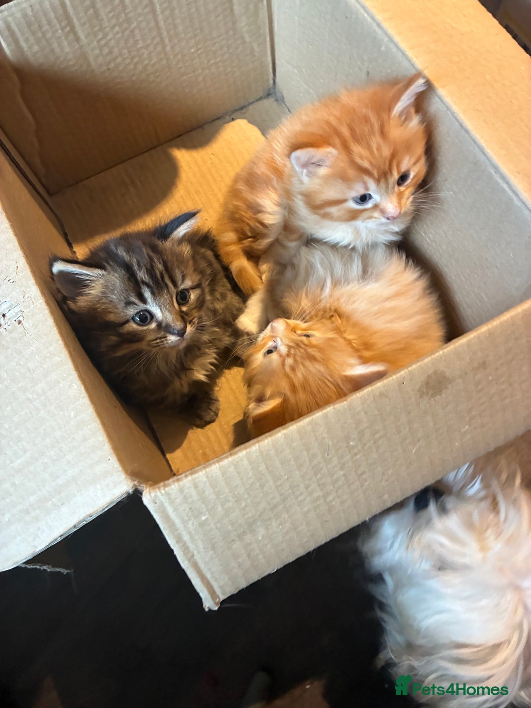 Mixed Breed cats for sale: Two female kittens  - Advert 5