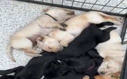 Labrador Retriever dogs for sale: Labrador Puppies for sale in London -KC registered - Image 7