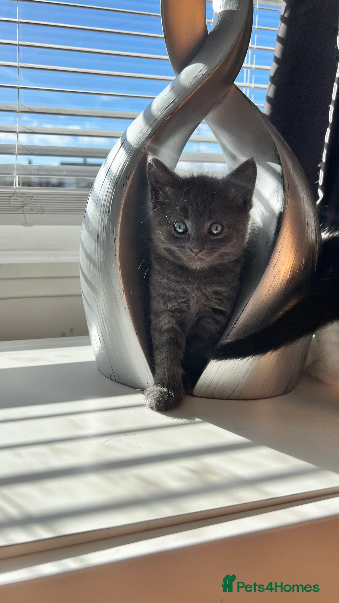 Mixed Breed cats for sale: 3 Gorgeous Kittens - Advert 2