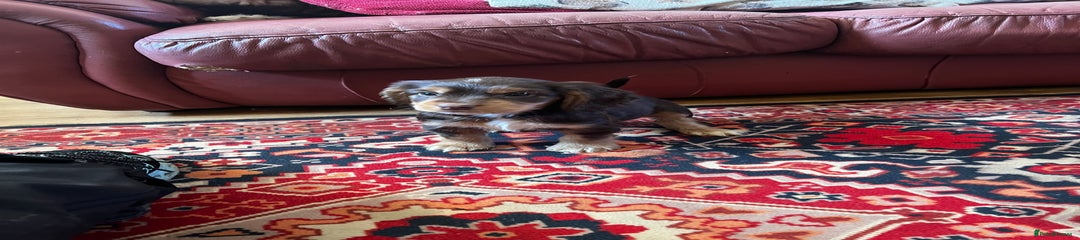 Cocker Spaniel Puppy 2