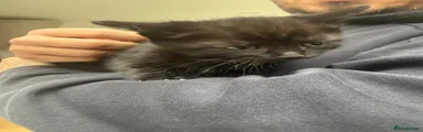 Mixed Breed Kitten 1