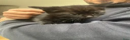 Mixed Breed cats for sale: 3 beautiful kittens for sale  - Advert 6