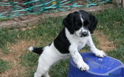English Springer Spaniel dogs for sale: Family bred and home reared.  - Image 13