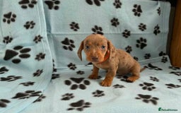 Miniature Dachshund dogs for sale: STUNNING MINIATURE DACHSHUND PUPPIES - Image 5