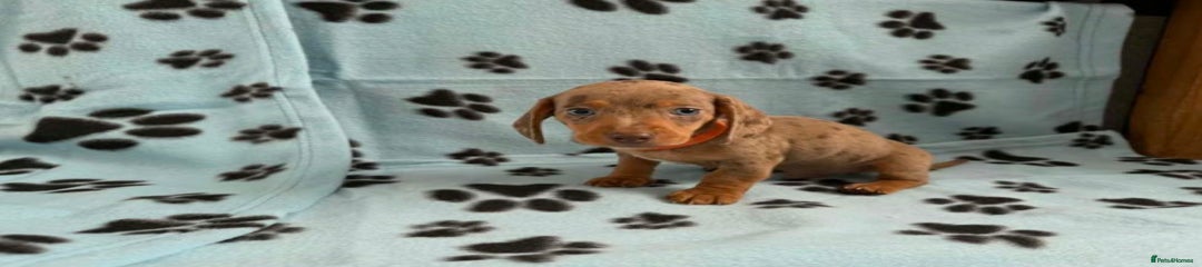 Miniature Dachshund Puppy 2
