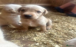 Mixed Breed dogs for sale: 3/4 Labrador 1/4 German wired hair pointer  - Image 12