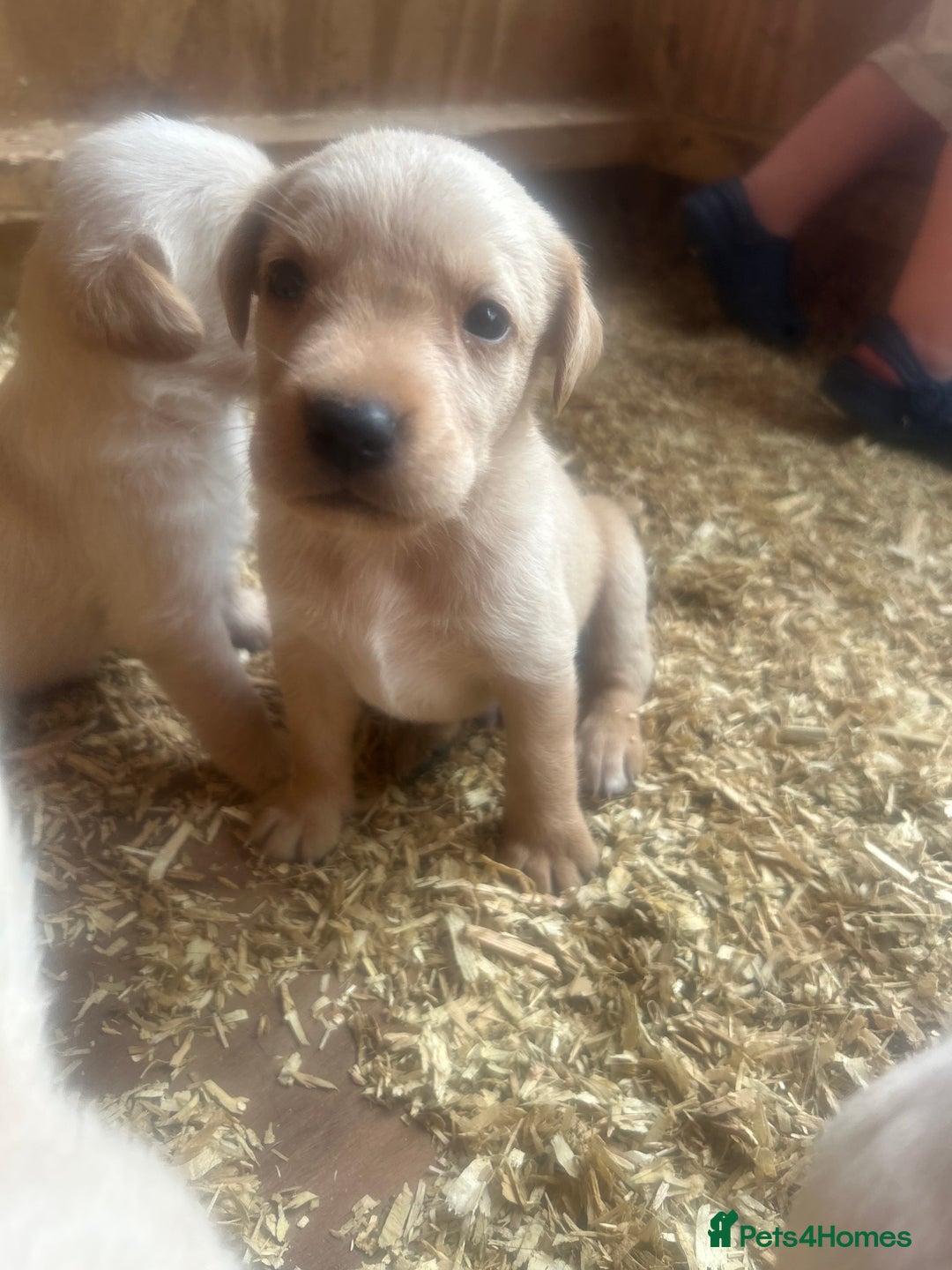 Mixed Breed dogs for sale: 3/4 Labrador 1/4 German wired hair pointer  - Image 12