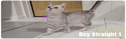 Scottish Fold cats for sale: Scottish Fold Kittens - Advert 9