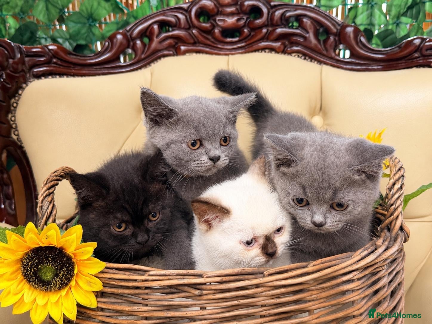 British Shorthair cats Ready now 💙❤️Fluffy’s BSH💙❤️ - Advert 1