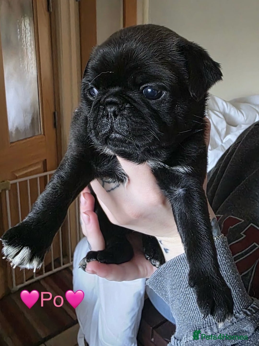 Pug dogs for sale: £500 pug puppies - Image 6