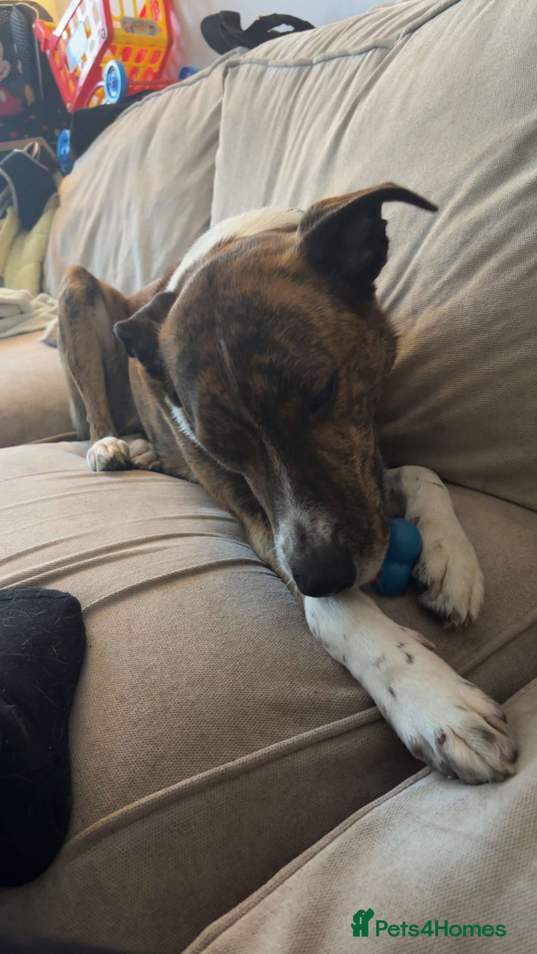 Mixed Breed dogs for sale: Benji lurcher X collie 4yo - Image 1