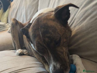 Mixed Breed dogs - Advert 6