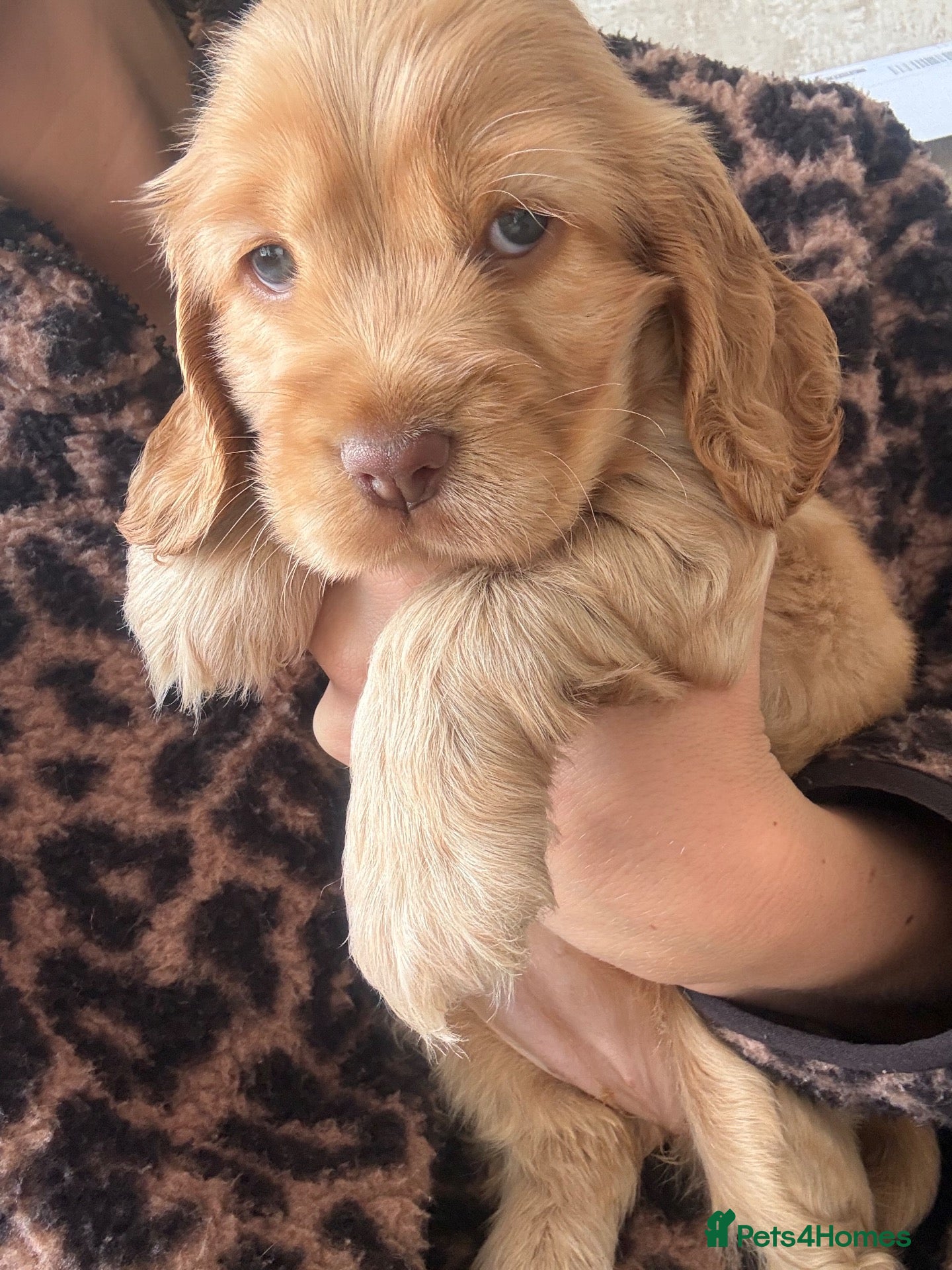 Cocker Spaniel dogs for sale: Beautiful Show Type Cocker Spaniels - Advert 7
