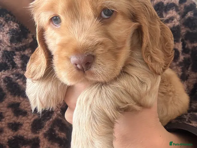 Cocker Spaniel dogs for sale: Beautiful Show Type Cocker Spaniels - Advert 7
