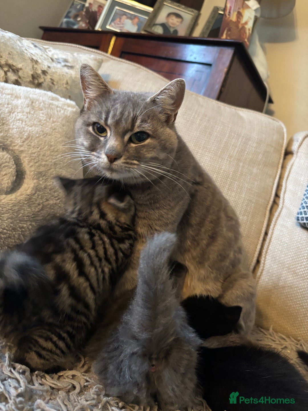 Mixed Breed cats for sale: 3 gorgeous kittens available  - Image 8