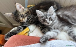 Maine Coon cats for sale: Maine coon - Image 24
