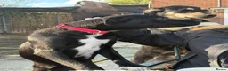 Mixed Breed dogs for adoption: Holly - Norwich Norfolk  in Norwich - Advert 8