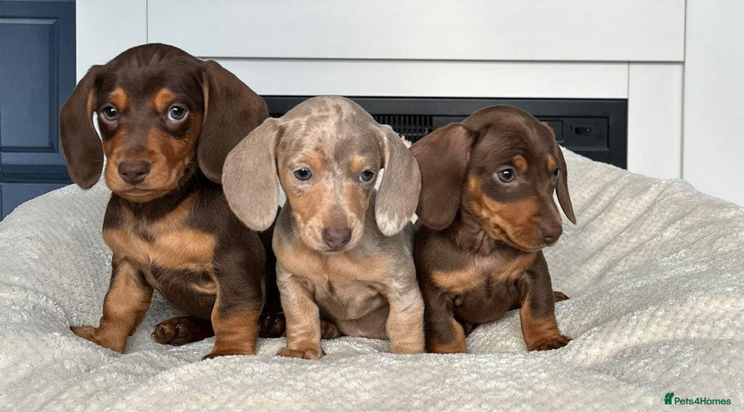 Miniature Dachshund dogs for sale: STUNNING MINIATURE DAXI PRA CLR KC REG - Advert 4