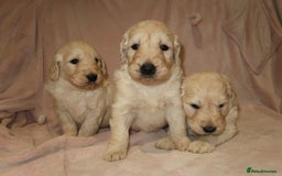 Goldendoodle dogs for sale: 7 beautiful golden doodles  - Advert 5