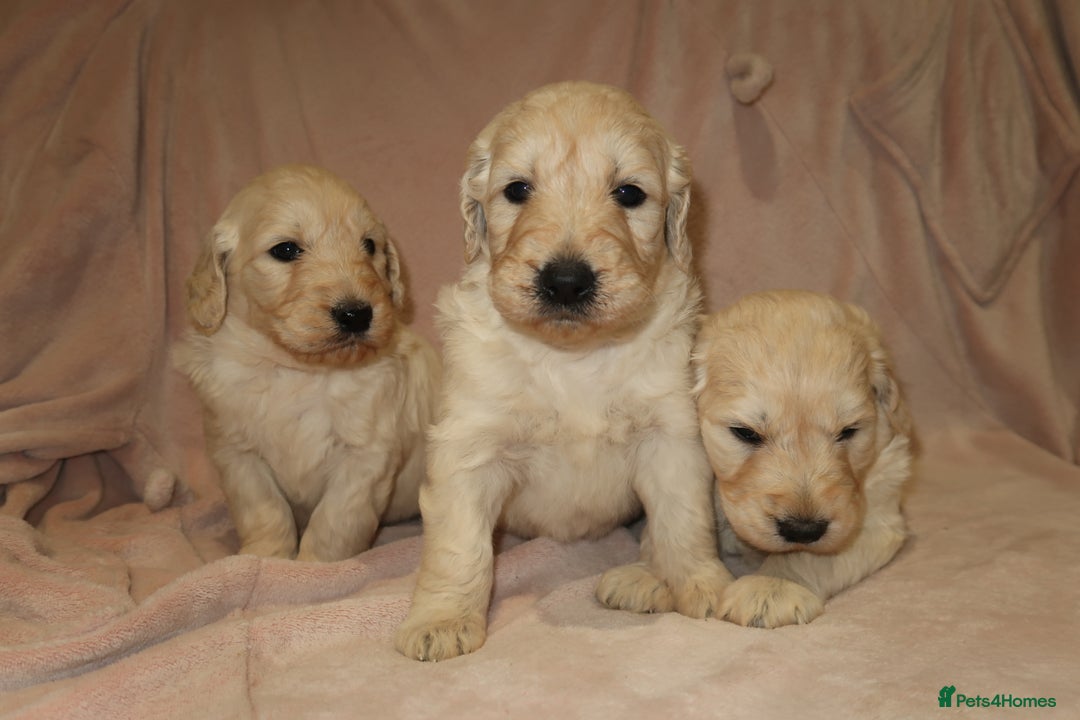 Goldendoodle dogs for sale: 7 beautiful golden doodles  - Advert 5