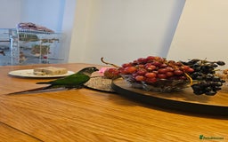 Conures birds for sale: Green cheeked conure  - Image 1