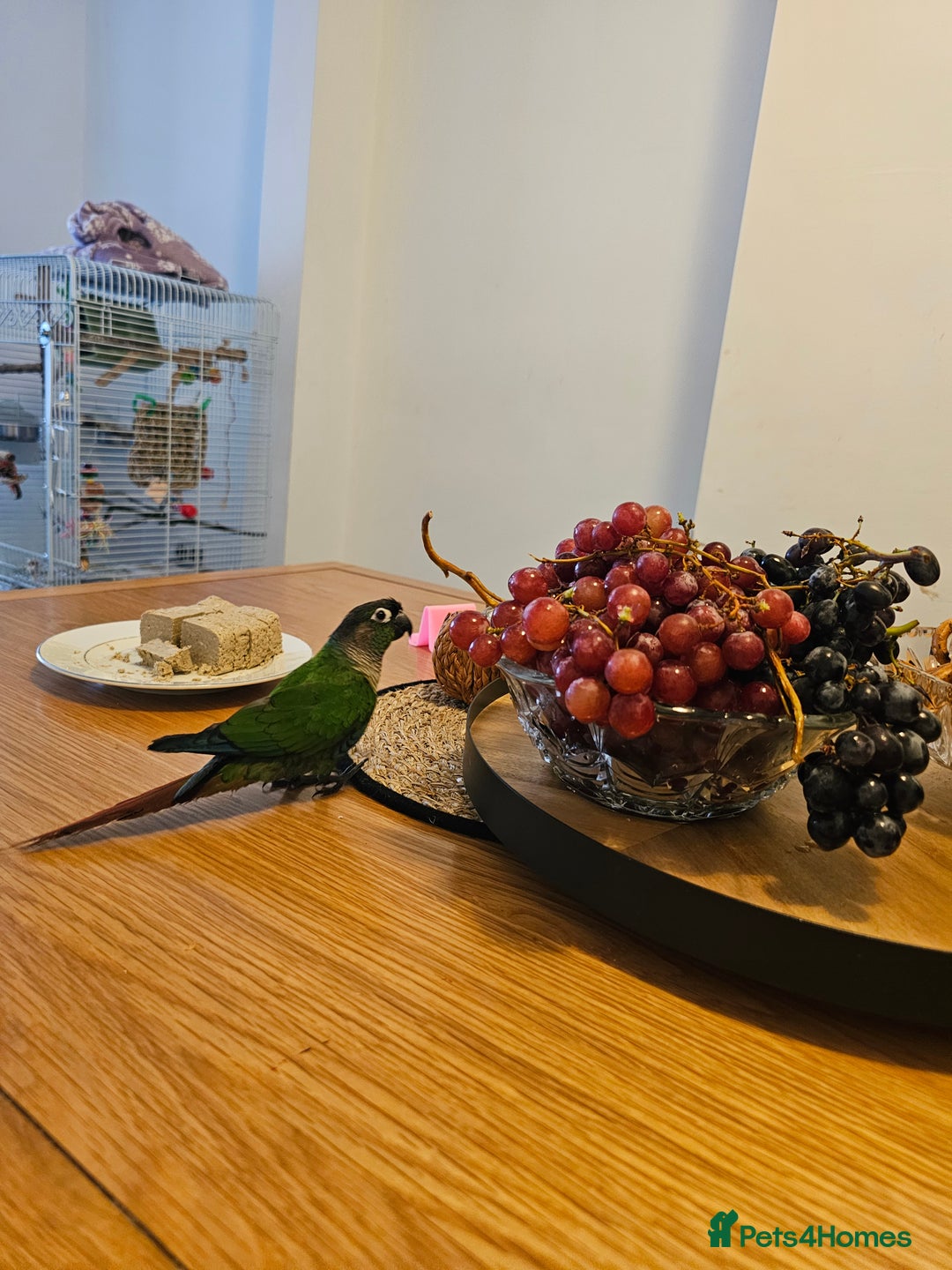 Conures birds for sale: Green cheeked conure  - Image 1