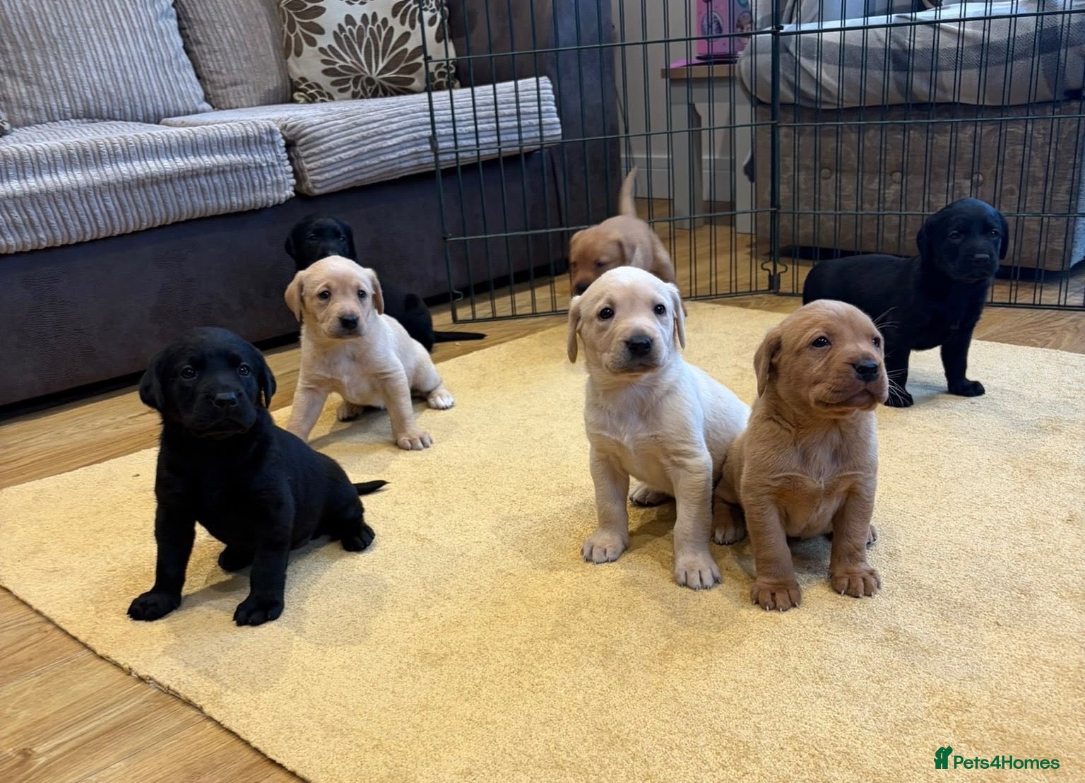 Labrador Retriever dogs for sale: Labrador Puppies  - Advert 1