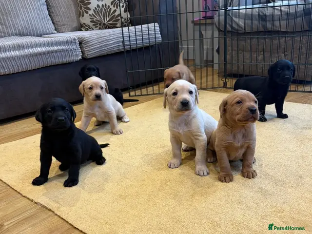 Labrador Retriever dogs for sale: Labrador Puppies - Advert 1