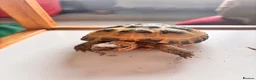 Tortoise reptiles for sale: Horsfield tortoises for sale in Cannock - Advert 5