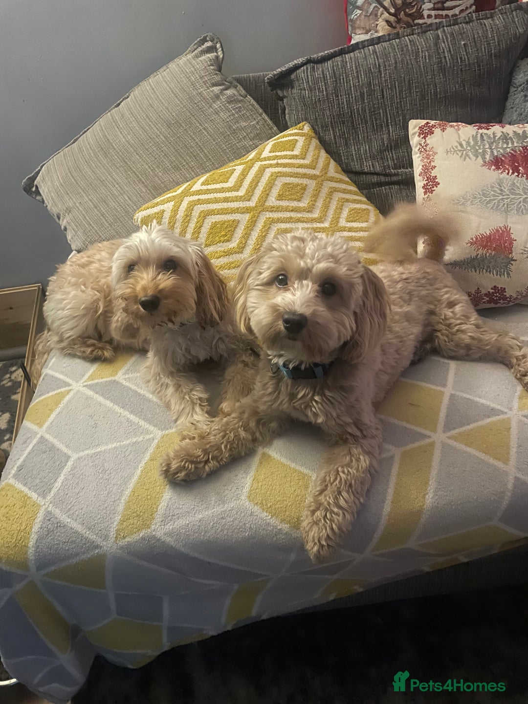 Mixed Breed dogs for sale: Miniature pups, will be available 5th  February  - Advert 1