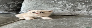 Custard Scottish straight 