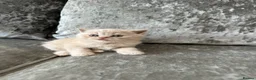 Scottish Fold cats for sale: 🦉Scottish Fold & Scottish Straights TICA REG🦉 - Advert 10