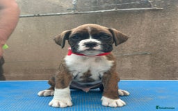 Boxer dogs for sale: Champion sired Lovely  Boxer Puppy Available  - Image 6