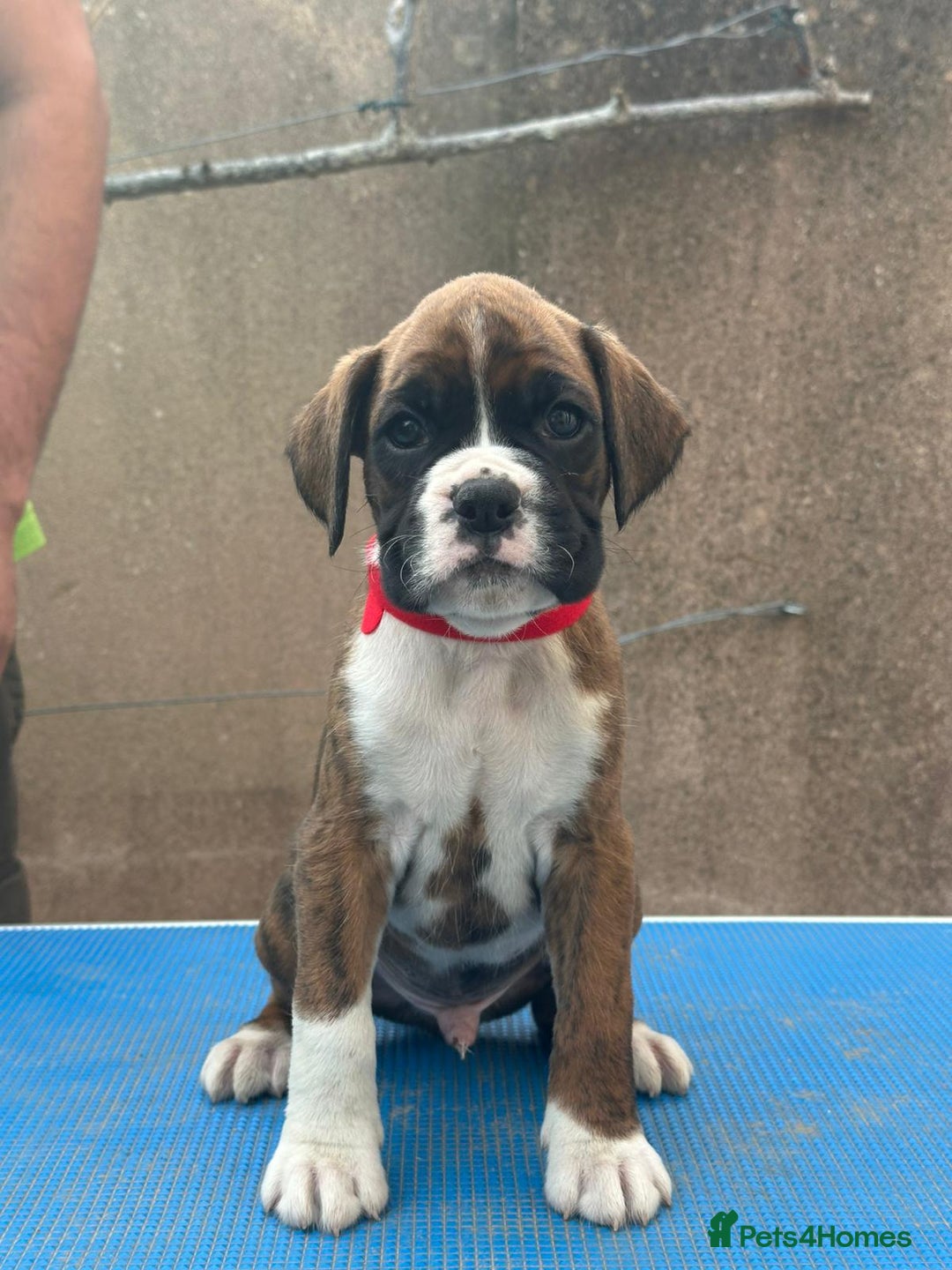 Boxer dogs for sale: Champion sired Lovely  Boxer Puppy Available  - Image 6