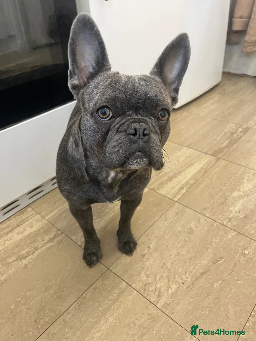 French Bulldog dogs for sale: 2 year female frenchie  in South Ockendon - Advert 5