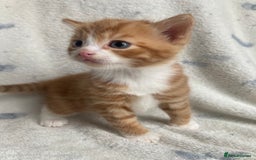 Maine Coon cats for sale: Main coon x  - Image 14