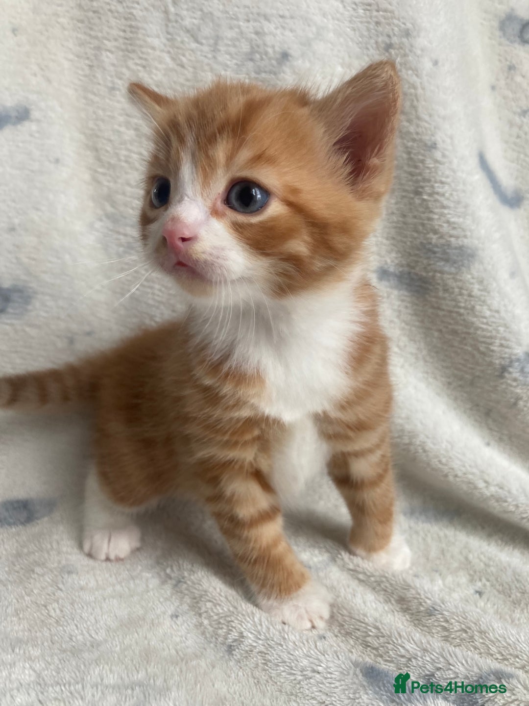 Maine Coon cats for sale: Main coon x  - Image 14