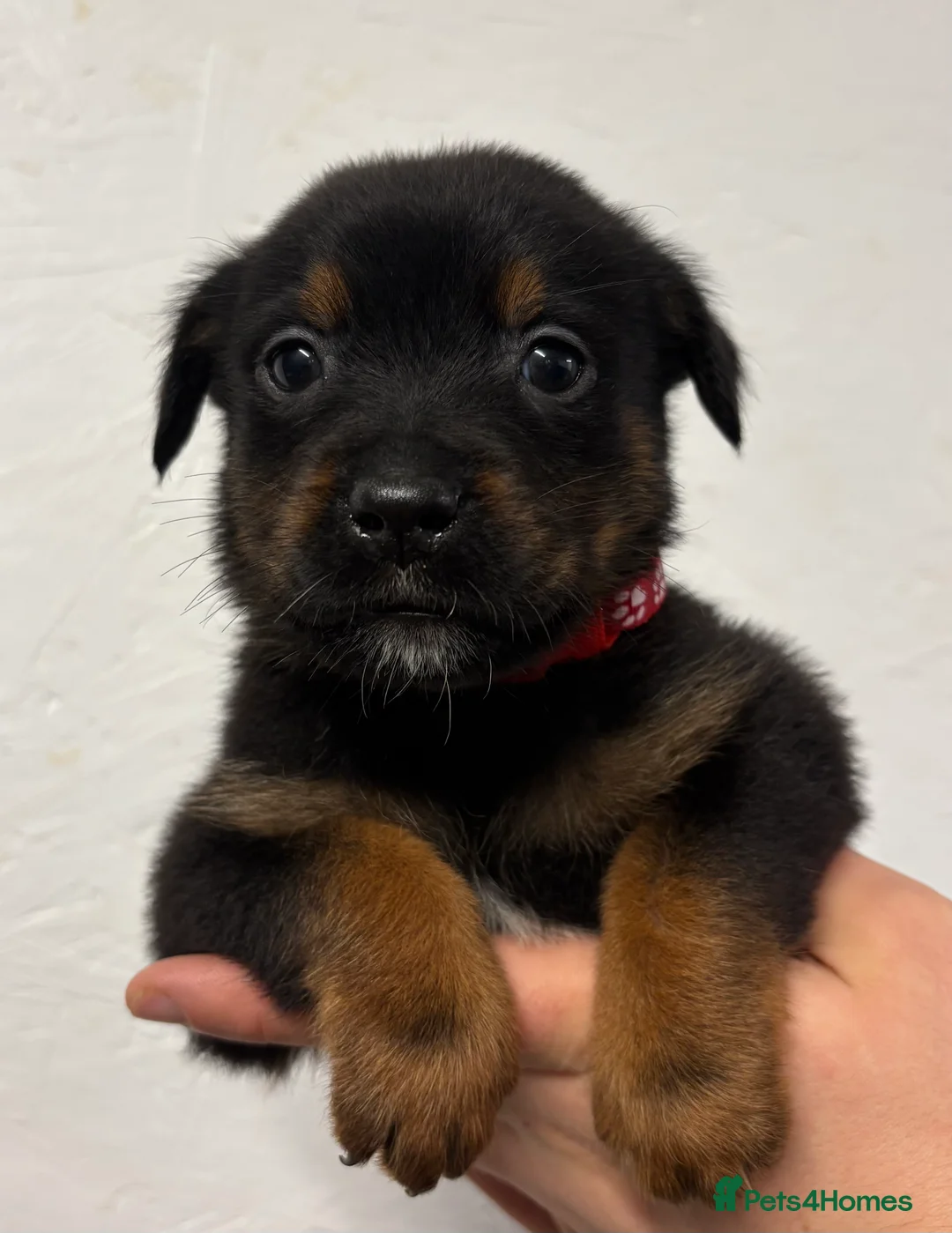 Mixed Breed dogs for sale: Rottweiler x malinois - Advert 31