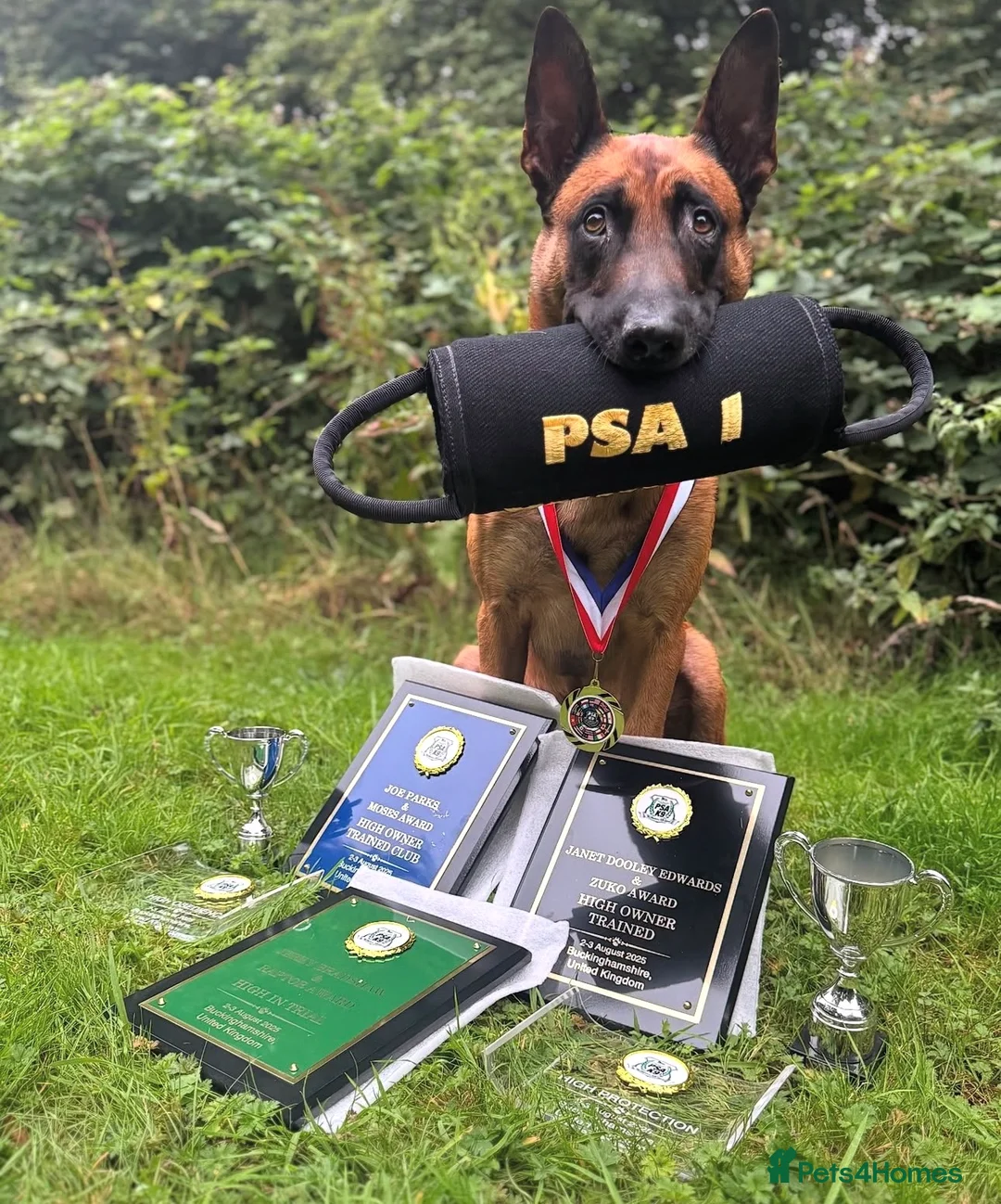 Belgian Shepherd Dog dogs for sale: Repeat litter - Health tested Malinois  - Advert 2