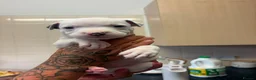 Staffordshire Bull Terrier dogs for sale: Puppys puppys puppys - Advert 11