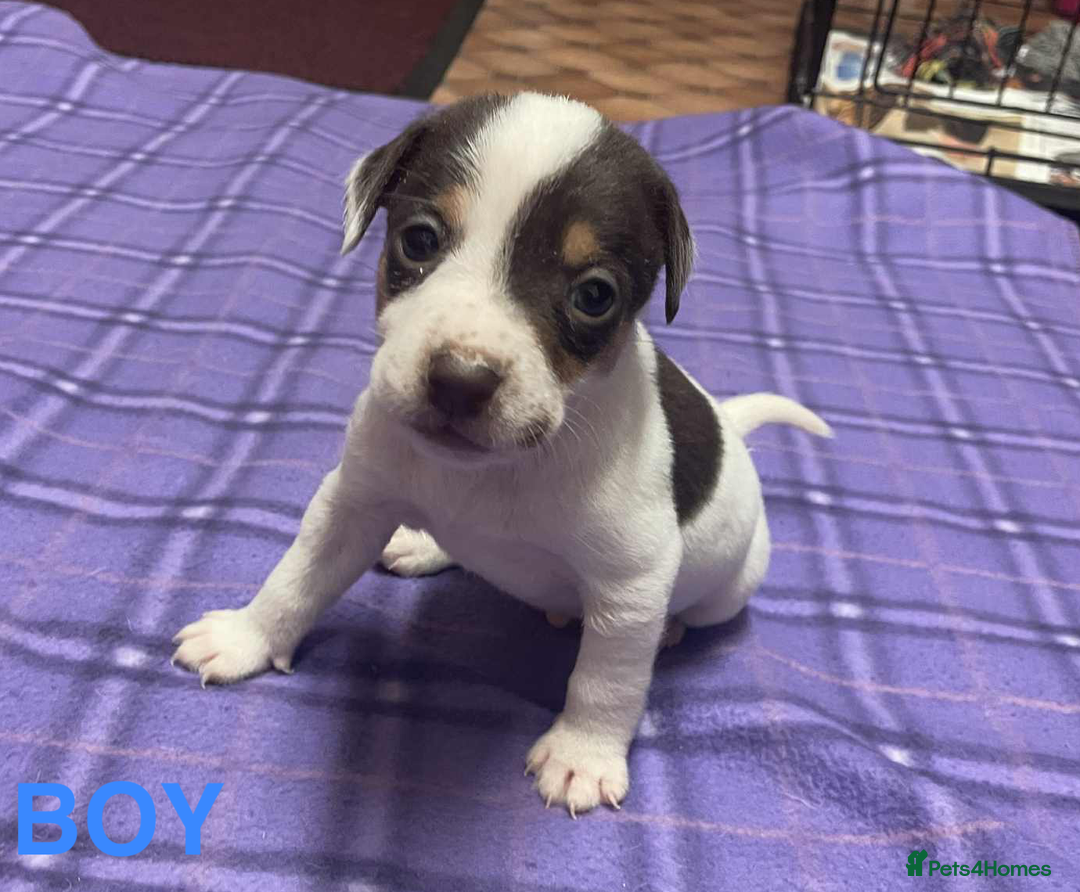 Jack Russell dogs for sale: Jack Russell Puppies - Advert 5