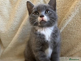 Mixed Breed cats Stunning mixed litter of grey kittens ready - Advert 6