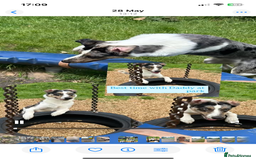 Australian Shepherd dogs for stud: Male Australian Shepard ready to stud - Image 3