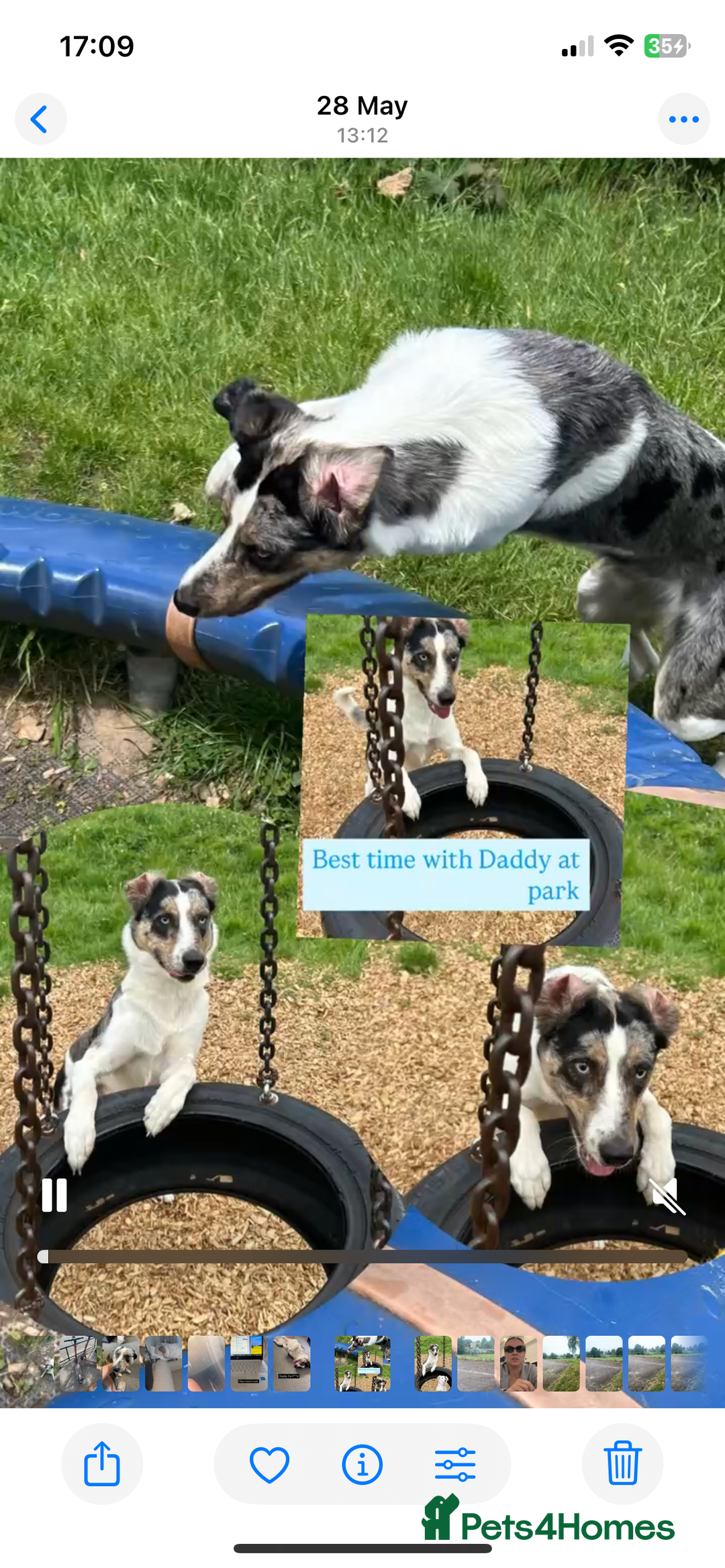 Australian Shepherd dogs for stud: Male Australian Shepard ready to stud - Image 3