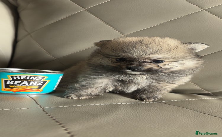 Pomeranian dogs - Advert 5