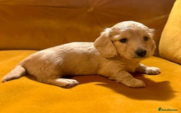 Miniature Dachshund dogs for sale: Miniature Purebred Dachshund Puppies - Image 8