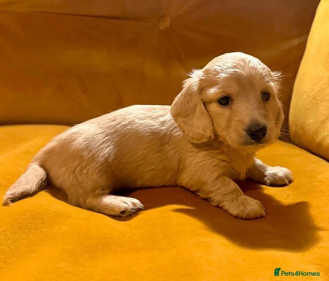 Miniature Dachshund dogs for sale: Miniature Purebred Dachshund Puppies - Image 8