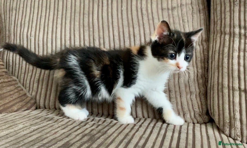 Mixed Breed cats for sale: Cute kittens ready now - Advert 3